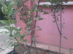 Яблоня сорт "Голден Делишес" в горшке плодовые саженцы