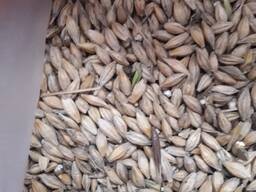 Ячмень 2 класс