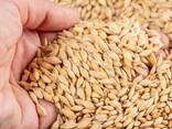 Ячмень - фото 1