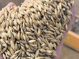 Ячмень barley