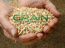 Ячмень фуражный 2 класс