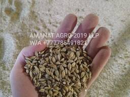 Ячмень фуражный