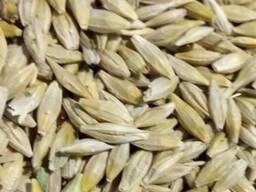 Ячмень фуражнй