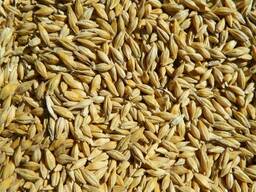 Ячмень фуражный