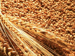 Ячмень и пшеницу на фураж