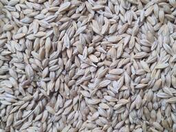 АРПА. Ячмень кормовой