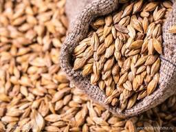 Ячмень на экспорт