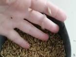 Ячмень оптом от Производителя. - фото 2