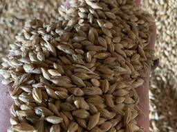 Ячмень пивоваренный (malting barley)