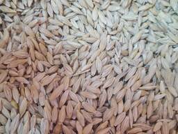 Ячмень продам 1000тонн