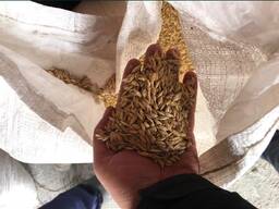 Ячмень в мешках и росыпью