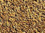 Ячмень пшеница отруби кукуруза - photo 2