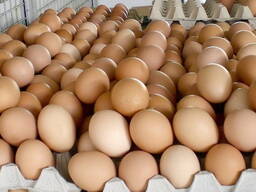 Яйца куриные