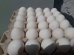 Яйца куриные оптом всех категорий