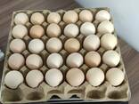 Яйца куриные оптом всех категорий - фото 2