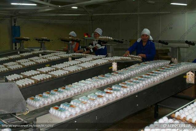 Яйцо куриное