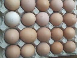 Яйцо куриное пищевое