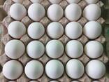 Яйцо куриное весовое С1, С2 (белое и цветное) - photo 1