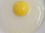 Яйцо куриное весовое С1, С2 (белое и цветное) - photo 3