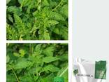 Қызанақтарды tobrfv вирусынан қорғаңыз - фото 3