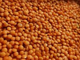 Қызыл жасымық Қабықталған ылғалдылық 14% дейін Тазалық 99% Қаптама 25 кг қаптар