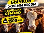 Закуп КРС бычков от 6 до 18 месяцев, в больщих объемах, жмвым весом - photo 1