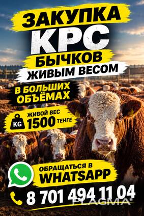 Закуп КРС бычков от 6 до 18 месяцев, в больщих объемах, жмвым весом