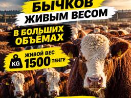 Закуп КРС бычков от 6 до 18 месяцев, в больщих объемах, жмвым весом