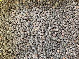 Закупаем Чечевицу