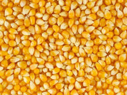 Закупаем фуражную кукурузу