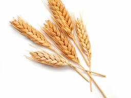 Пшеница 3 класс