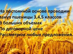 Закупаем пшеницу 3,4,5 го классов