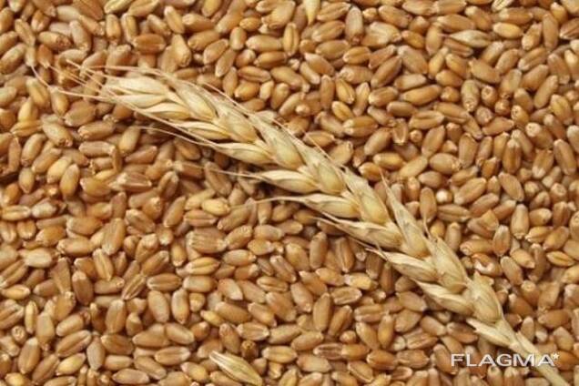 Закупка пшеницы 4 и 5 класса