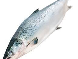 Замороженная рыба