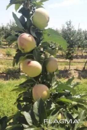 Завод по производству соков, варенья, пасты и других. .