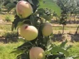 Завод по производству соков, варенья, пасты и других..