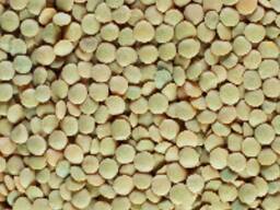 Зеленая чечевица (Green lentils)