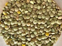 Зеленая тарелочная чечевица