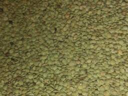 Зелёная чечевица и Красная чечевица