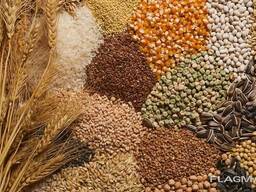 Продаем зерновые, бобовые и масленичные культуры!