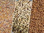 Зерно Корм Отруби Ячмень - фото 5