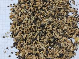 Зерноотходы, гречка