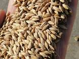 Зерноотходы пшеница ячмень отруби - фото 2