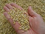 Зерноотходы, ячмень пшеница кукуруза отруби комбикорма - фото 2