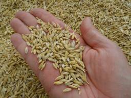 Зерноотходы пшеница ячмень отруби