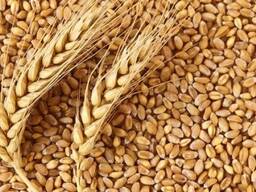 Зерновые культуры