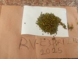 Жасыл мош бұршақтары Танзаниядан шыққан