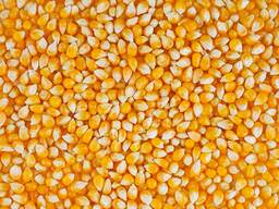 Yellow corn NON GMO from Brazil