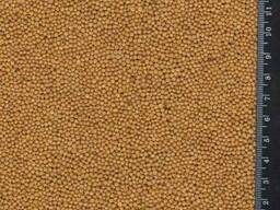 Желтое просо