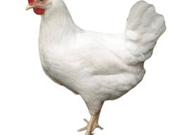 Живая курица несушка первой категории